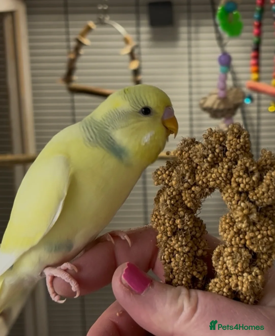 Budgerigars birds for sale: Beautiful Baby Budgies in Portsmouth - Advert 6
