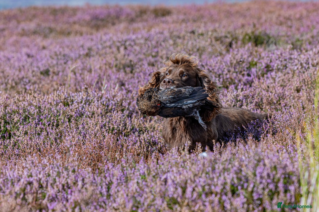 Cocker Spaniel dogs for stud: Working cocker spaniel for stud in Bedale - Image 9