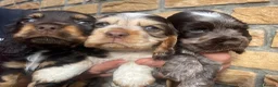 Cocker Spaniel dogs for sale: Lovely show Cocker spaniel puppies 🐶  - Advert 9