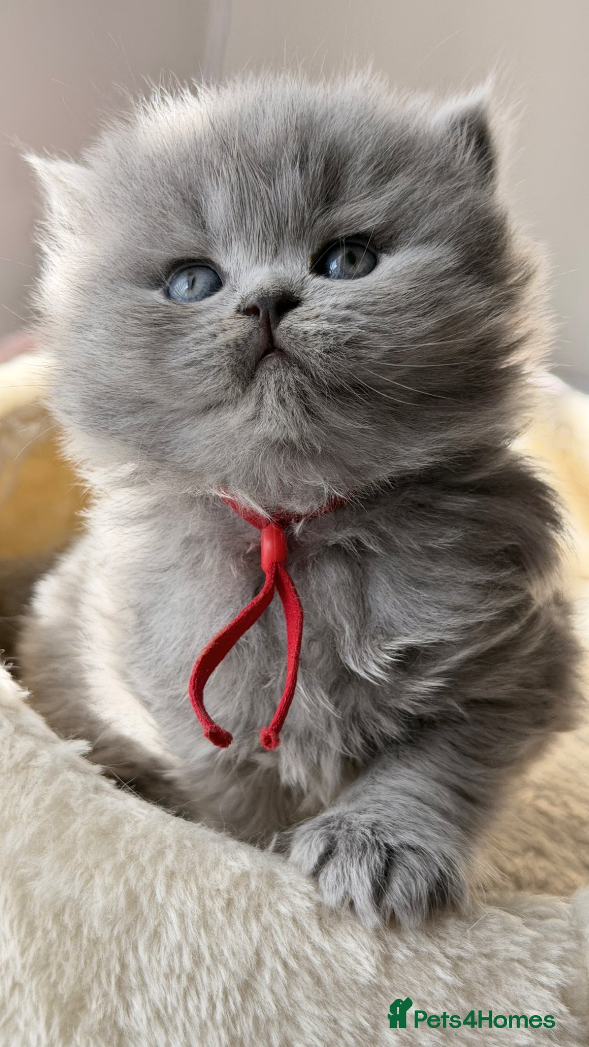 British Shorthair cats EXC. QUALITY BSH KITTENS FROM CHAMPIONS LINE 🏆 - Advert 16