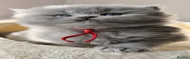 British Longhair Kitten 4