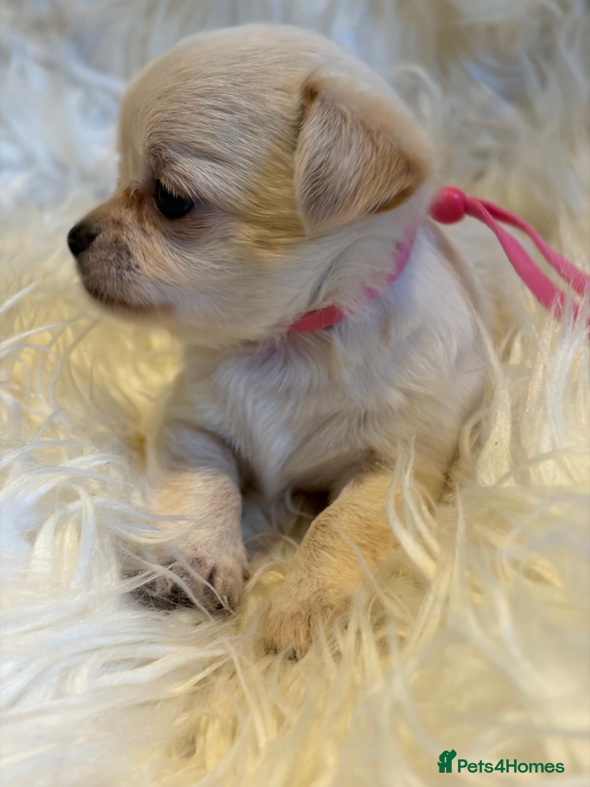 Chihuahua dogs KC Regd Chihuahua Pups parents fully health tested - Advert 2