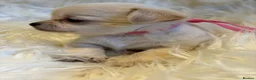 Chihuahua dogs for sale: KC Regd Chihuahua Pups parents fully health tested - Advert 2