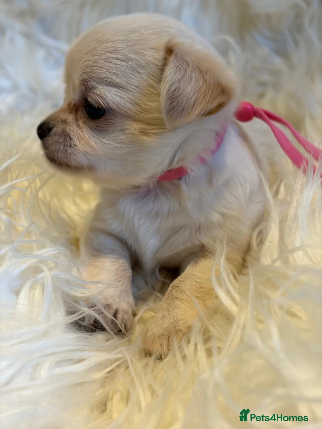 Chihuahua dogs for sale: KC Regd Chihuahua Pups parents fully health tested - Advert 2