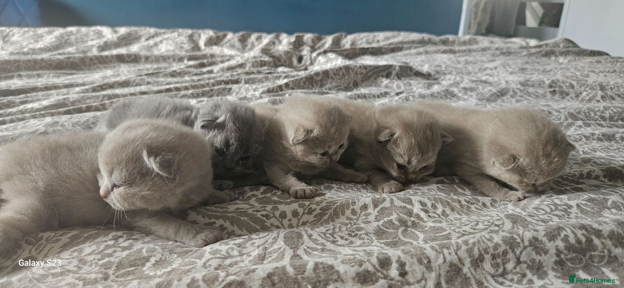 British Shorthair cats for sale:  British shorthair  - Advert 1