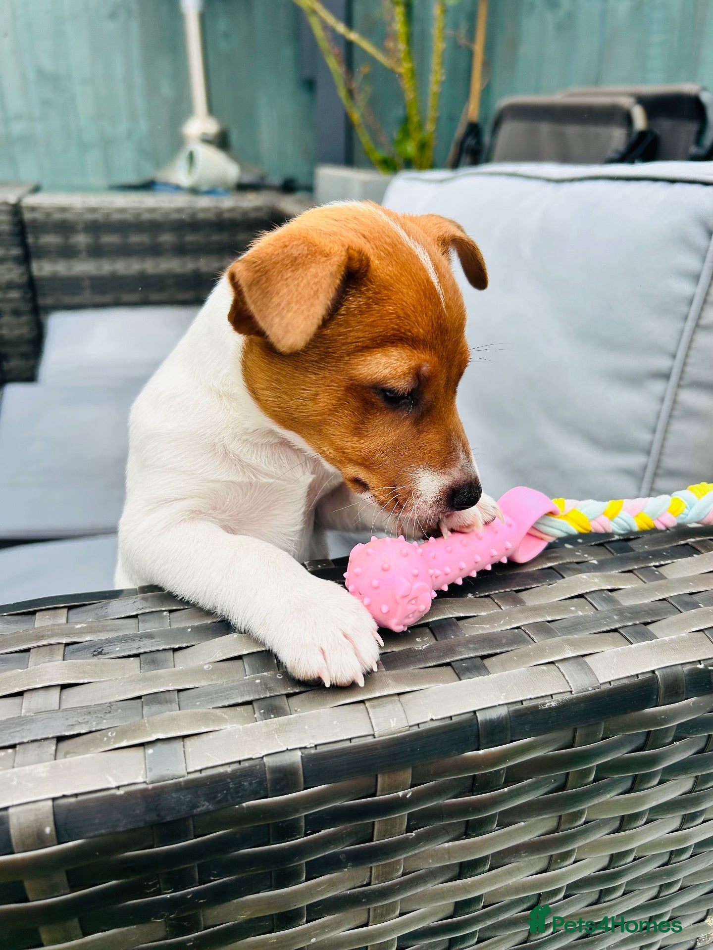 Jack Russell dogs Merle gene. Tri-colour carriers 5 available  - Advert 7