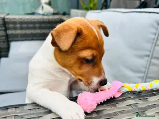 Jack Russell dogs Merle gene. Tri-colour carriers 5 available - Advert 7