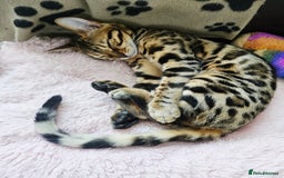 Bengal cats for sale: Bengal cat - Image 2