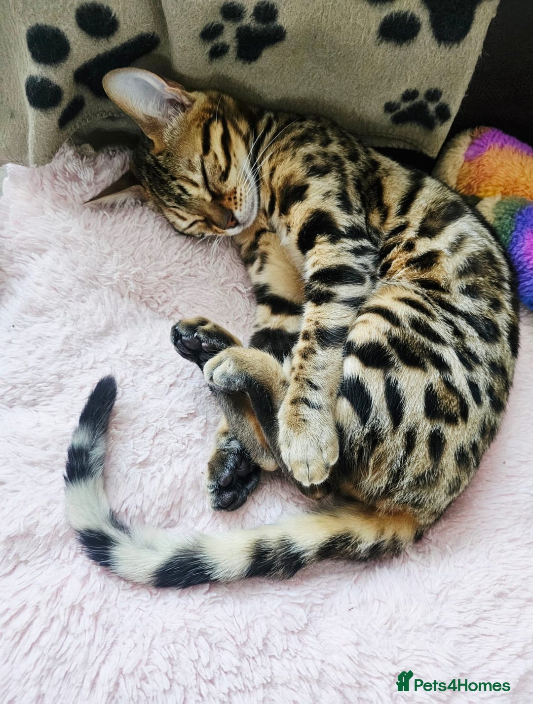 Bengal cats for sale: Bengal cat - Image 2