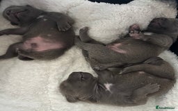 Staffordshire Bull Terrier dogs for sale: KC reg Staffordshire Bull Terrier Blue Puppies - Image 2