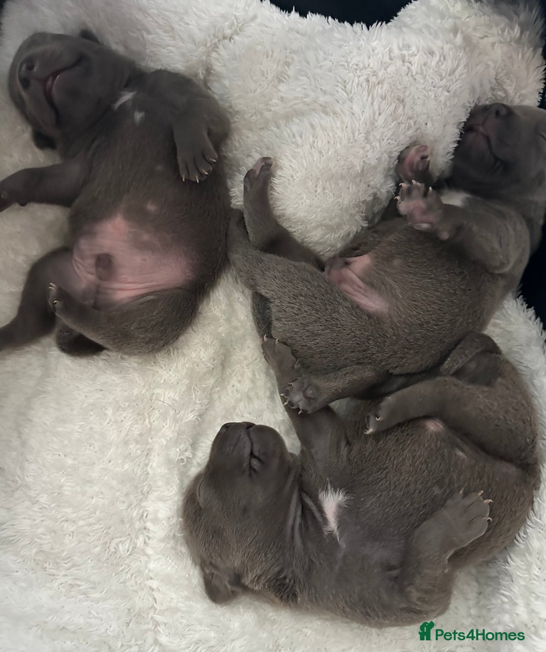 Staffordshire Bull Terrier dogs for sale: KC reg Staffordshire Bull Terrier Blue Puppies - Image 2