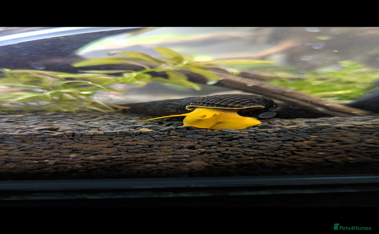 Snails fish Rabbit snails (various colours and sizes!) - Advert 2