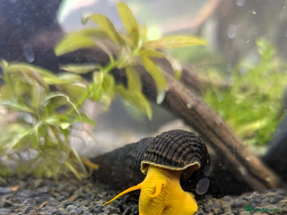 Snails fish for sale: Rabbit snails (various colours and sizes!) - Advert 1