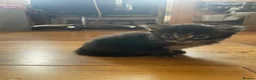 Mixed Breed cats for sale: 6 Kittens  in Waterlooville - Advert 11