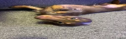 Miniature Dachshund dogs for stud: 🐾 Handsome Brown Dachshund Available at Stud 🐾 - Advert 5