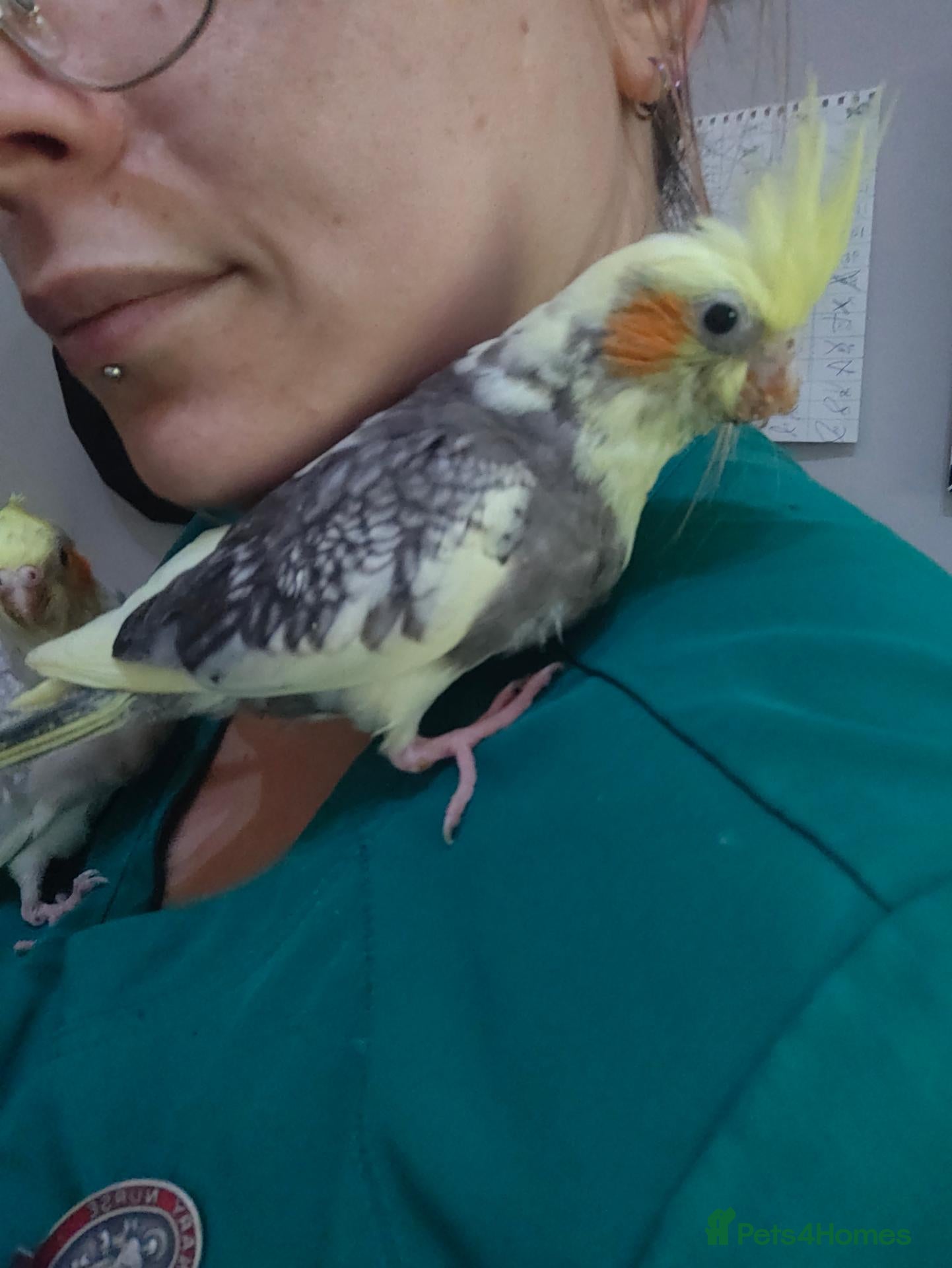 Cockatiels birds Cockatiels Hand reared fully tame and lovely birds - Advert 2