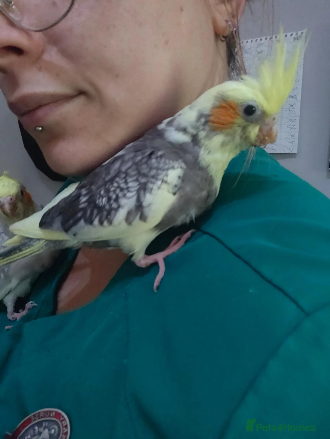 Cockatiels birds for sale: Cockatiels Hand reared fully tame and lovely birds in Alford - Advert 2