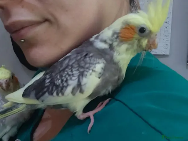 Cockatiels birds for sale: Cockatiels Hand reared fully tame and lovely birds - Advert 2
