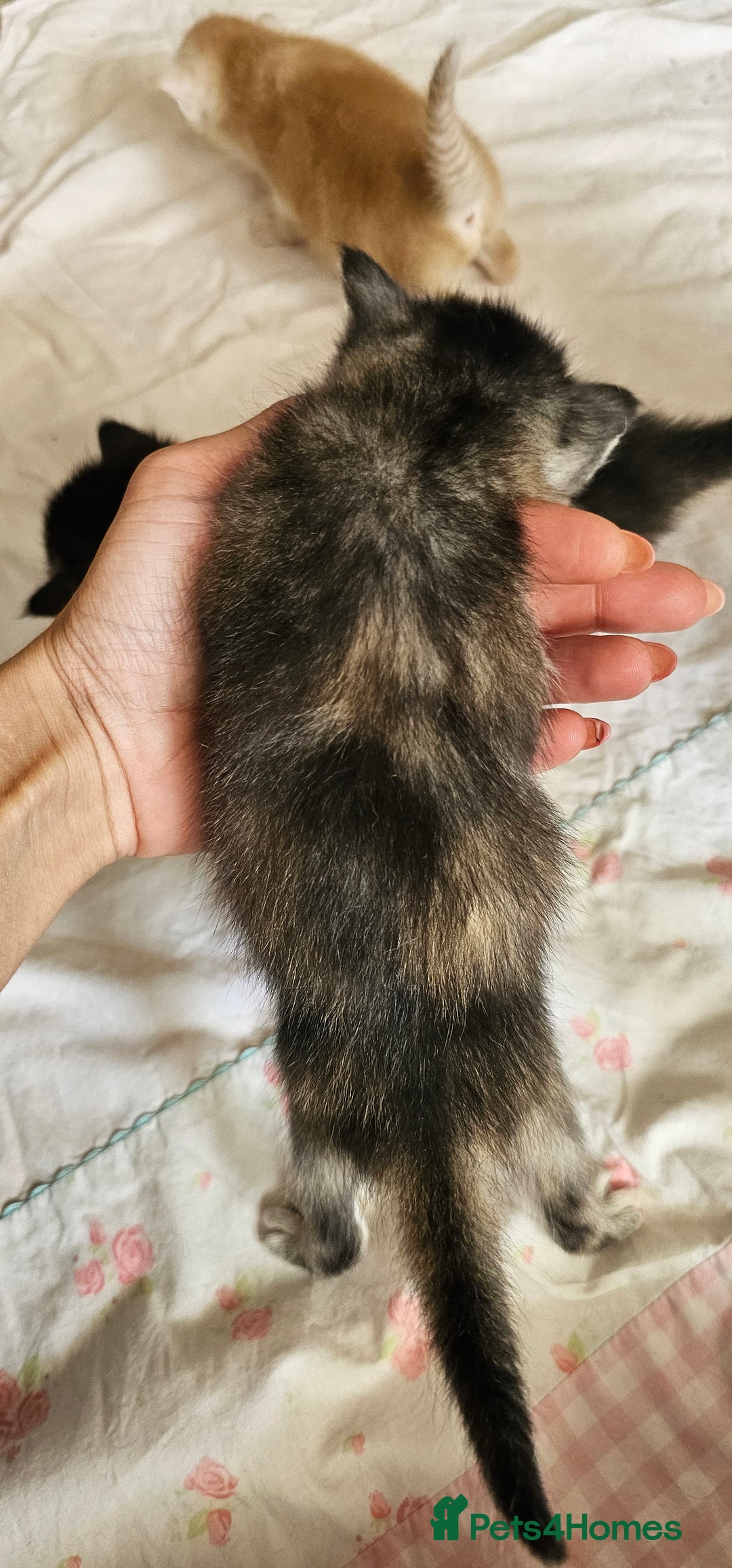 Mixed Breed cats for sale: Abyssinian x Bengal  - Image 27