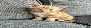 British Shorthair 1