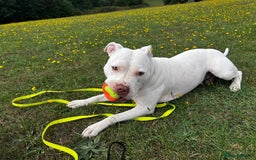 Mixed Breed dogs for sale: Staffordshire bull terrier mix  - Image 4