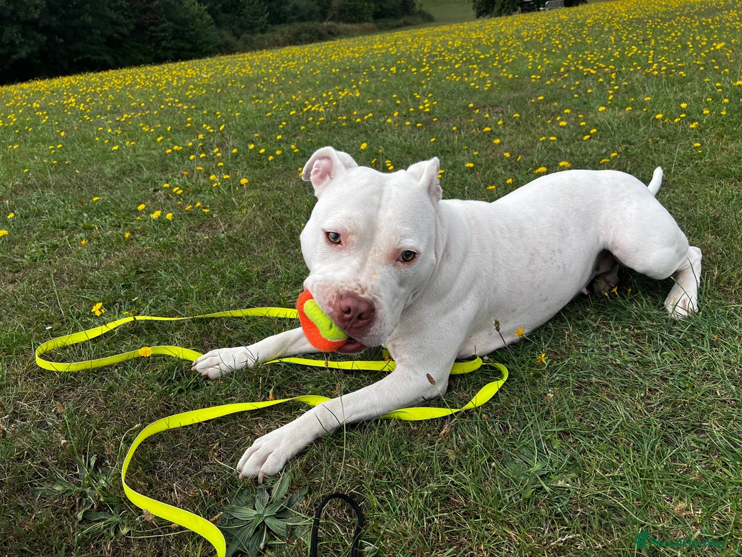 Mixed Breed dogs for sale: Staffordshire bull terrier mix  - Image 4