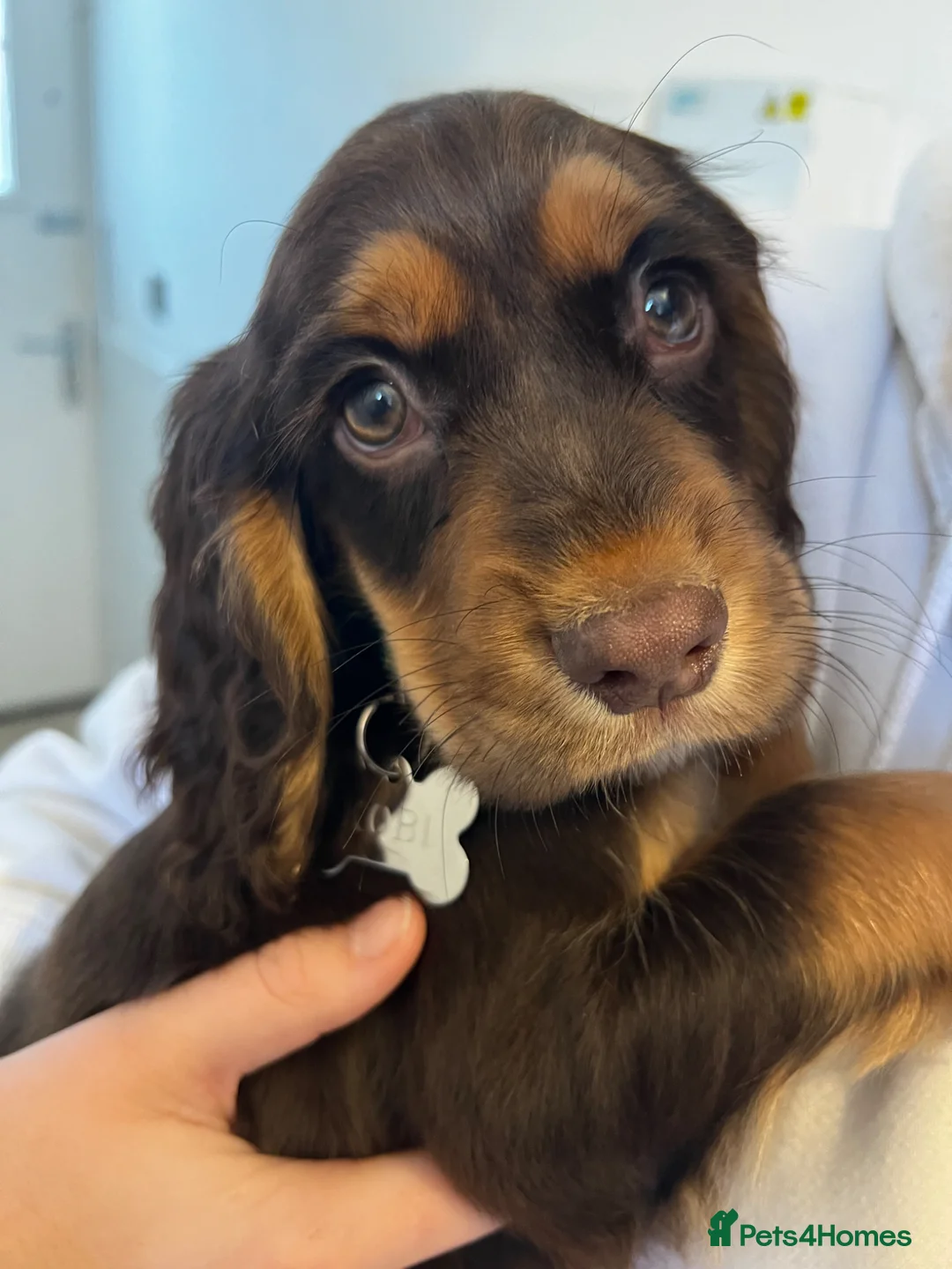 Cocker Spaniel dogs for stud: Cocker Spaniel - Stud - Advert 9