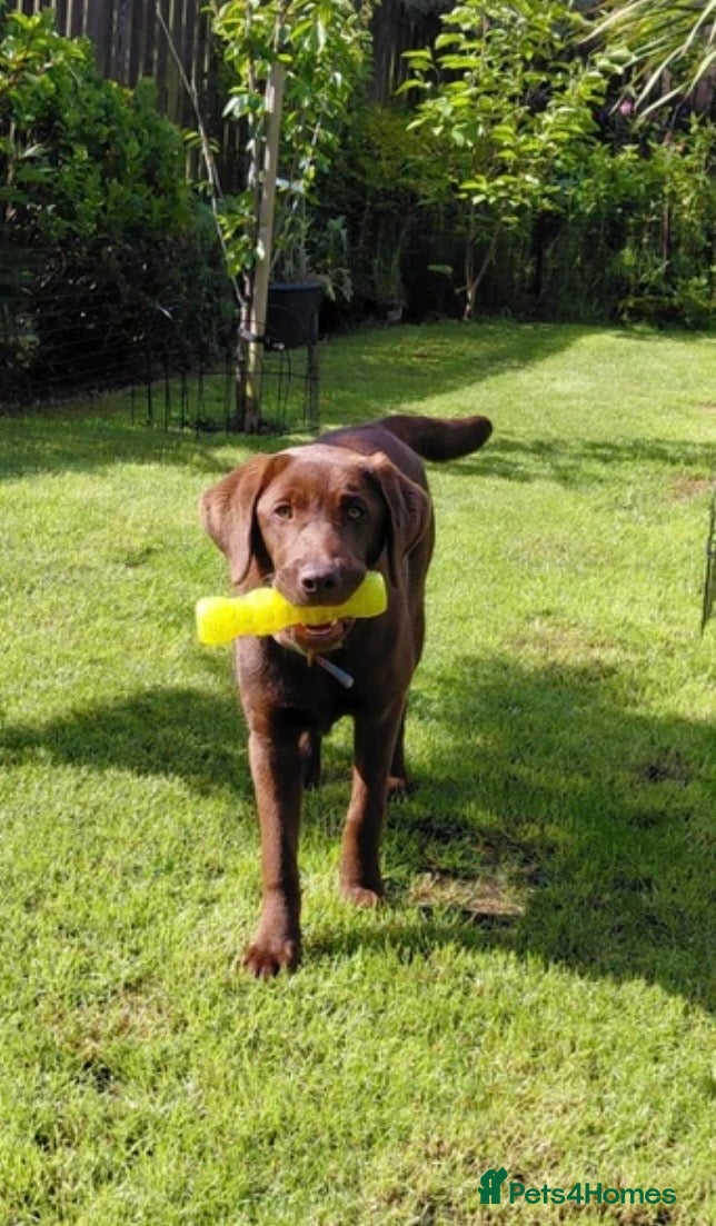 Labrador Retriever dogs Chocolate Labrador, 6 months old - Advert 6