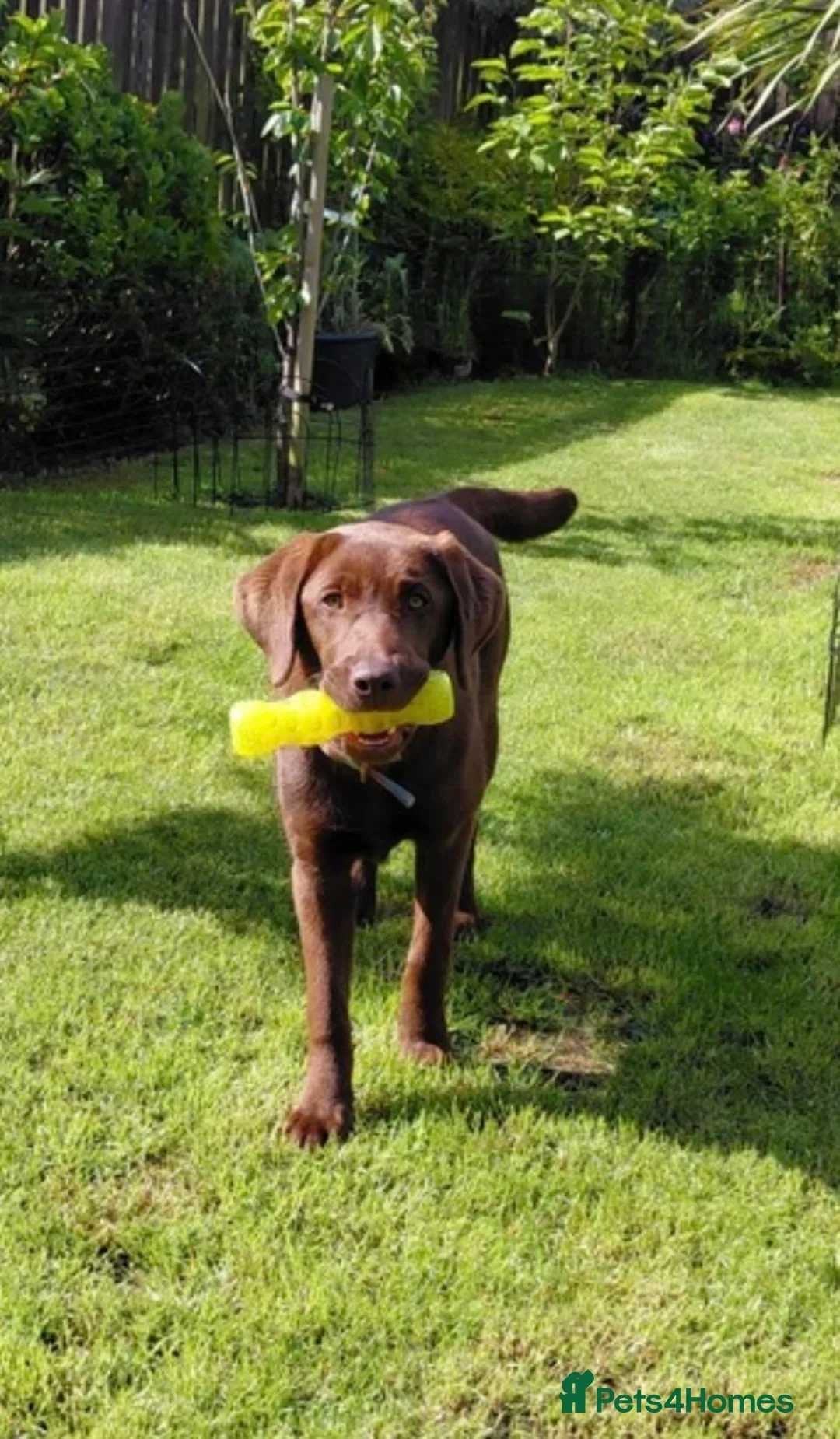 Labrador Retriever dogs for sale: Chocolate Labrador, 6 months old - Advert 1