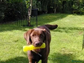 Labrador Retriever dogs Chocolate Labrador, 6 months old - Advert 6