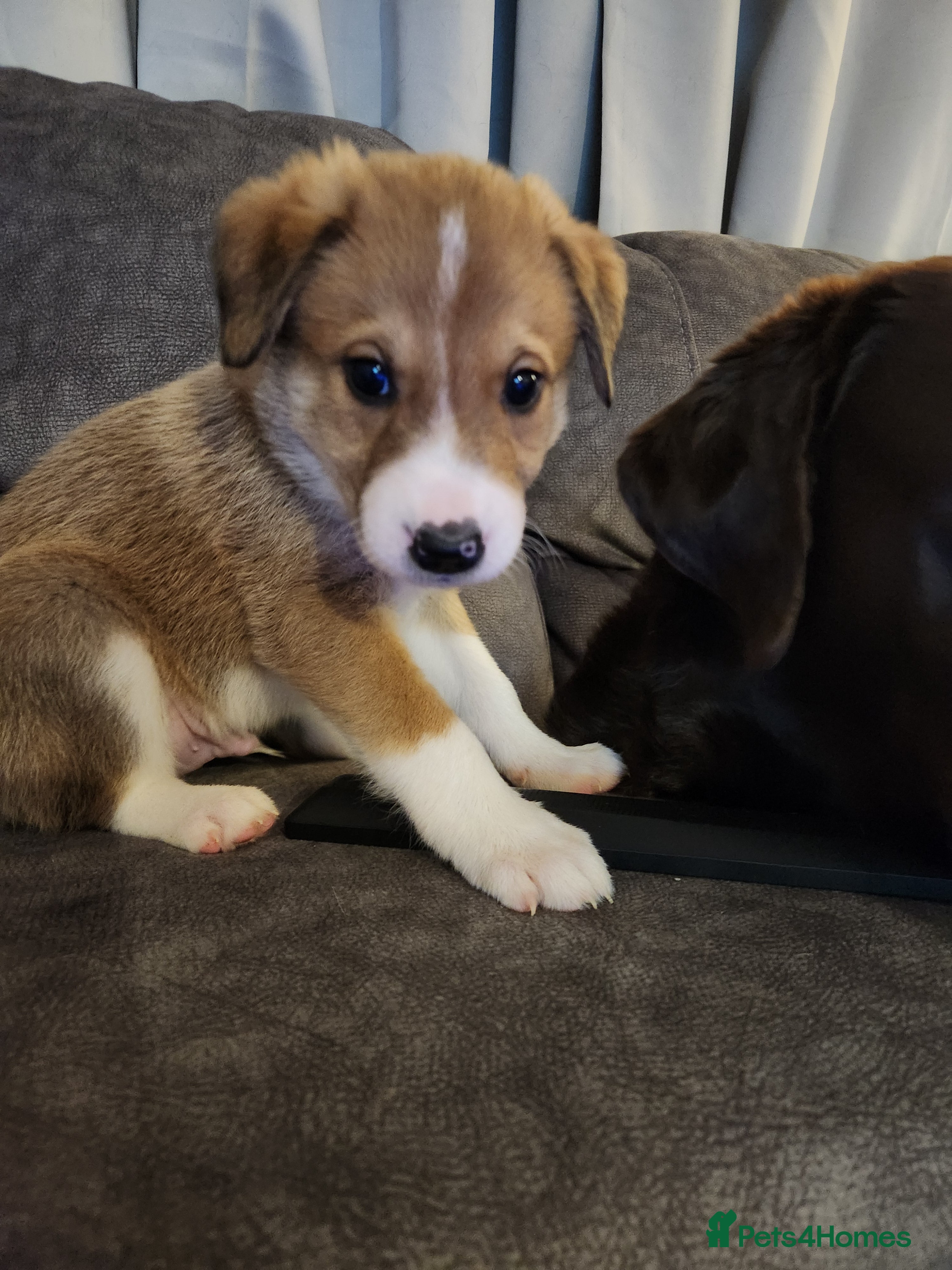 Border Collie dogs Beautiful border collie pups - Advert 8