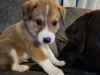 Border Collie dogs Beautiful border collie pups - Advert 8