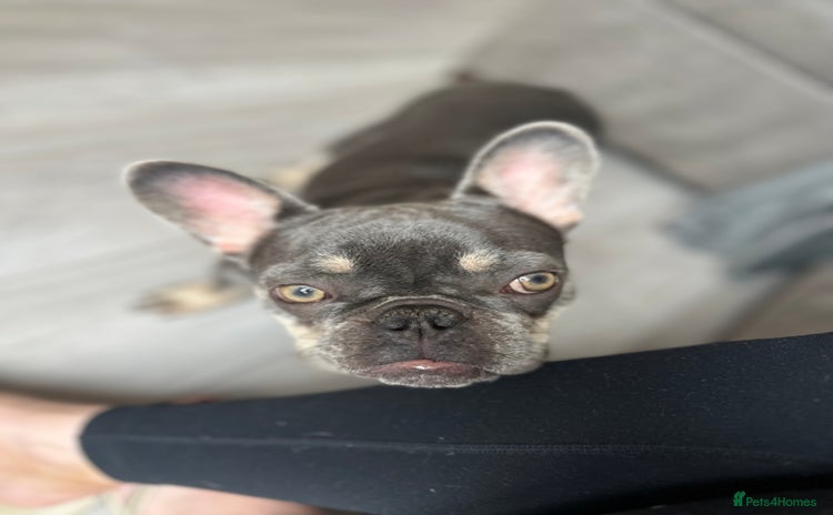 French Bulldog dogs - Advert 8