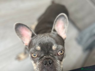 French Bulldog dogs - Advert 19