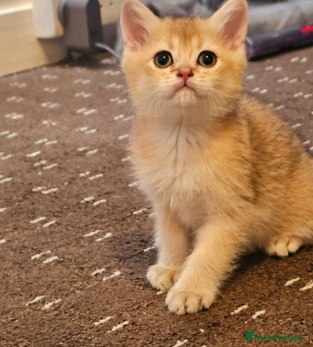 British Shorthair cats for sale: BSH BLUE AND BSH GOLD KITTENS Ready now! - Image 22