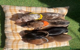 Miniature Dachshund dogs for sale: Stunning miniature type Dachunds  - Image 2
