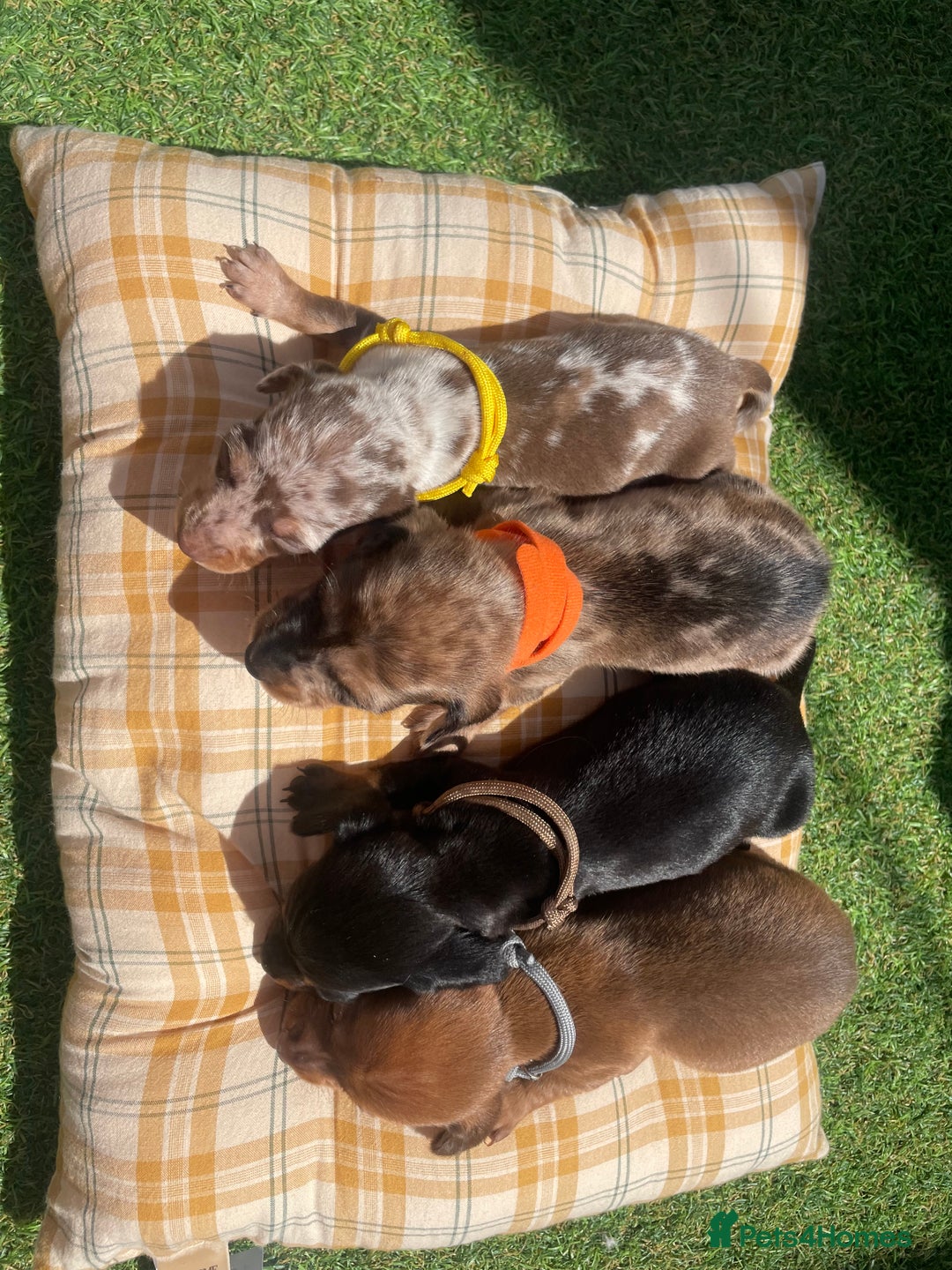 Miniature Dachshund dogs for sale: Stunning miniature type Dachunds  - Image 2