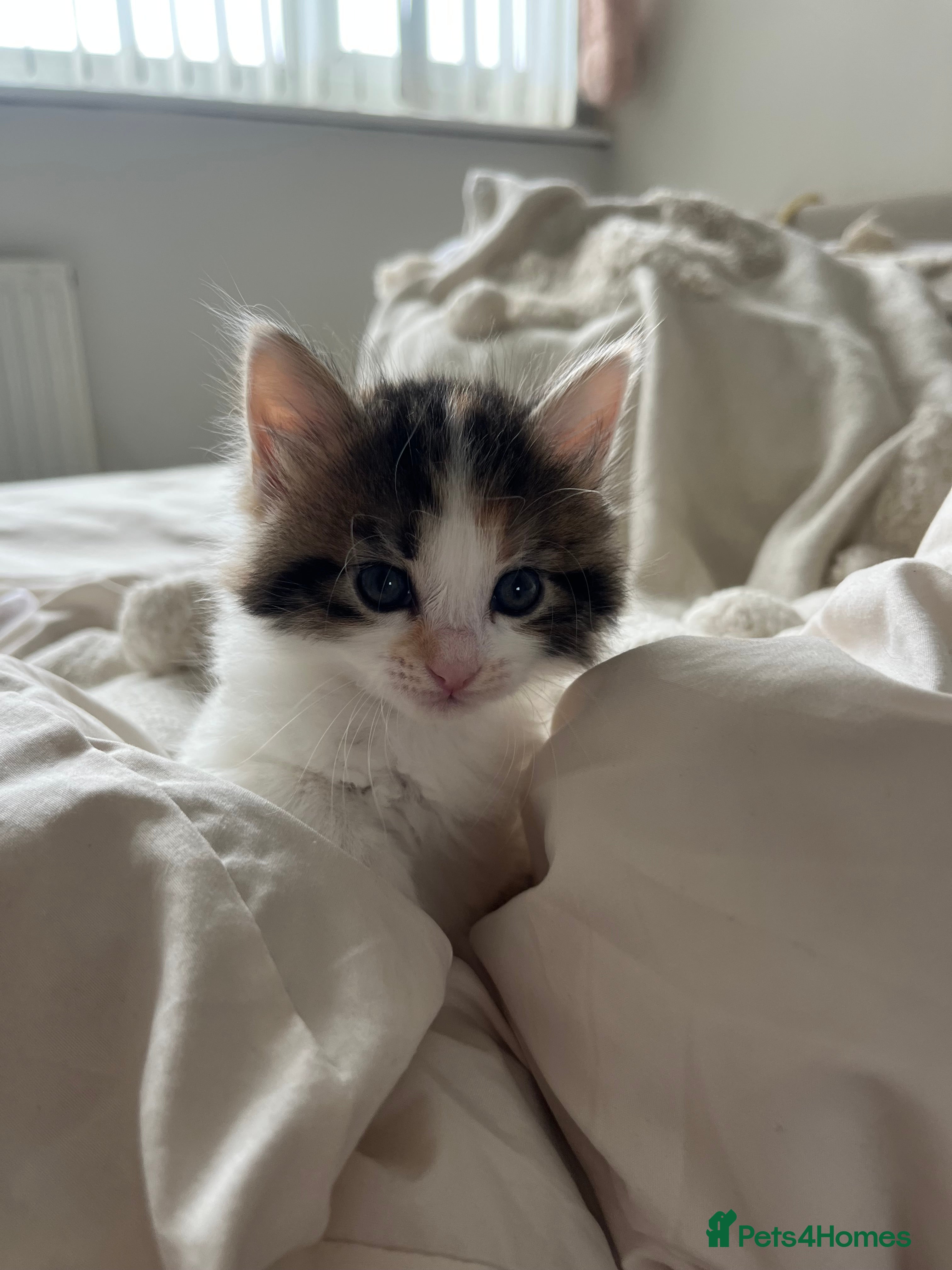 Mixed Breed cats for sale: 6 friendly and playful kittens - Advert 29