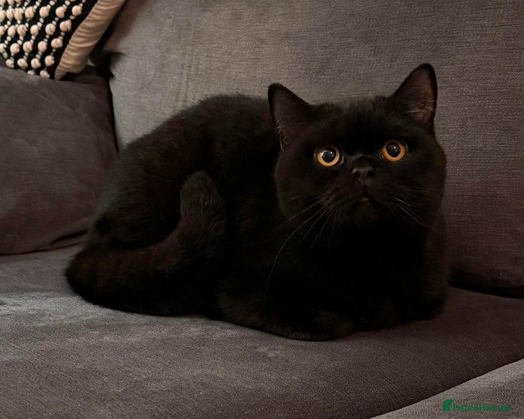 British Shorthair cats for sale: Gccf British shorthair boy  - Advert 1