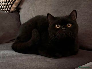 British Shorthair cats Gccf British shorthair boy - Advert 13