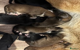 Mixed Breed dogs for sale: German shepherd x whippet  - Image 13