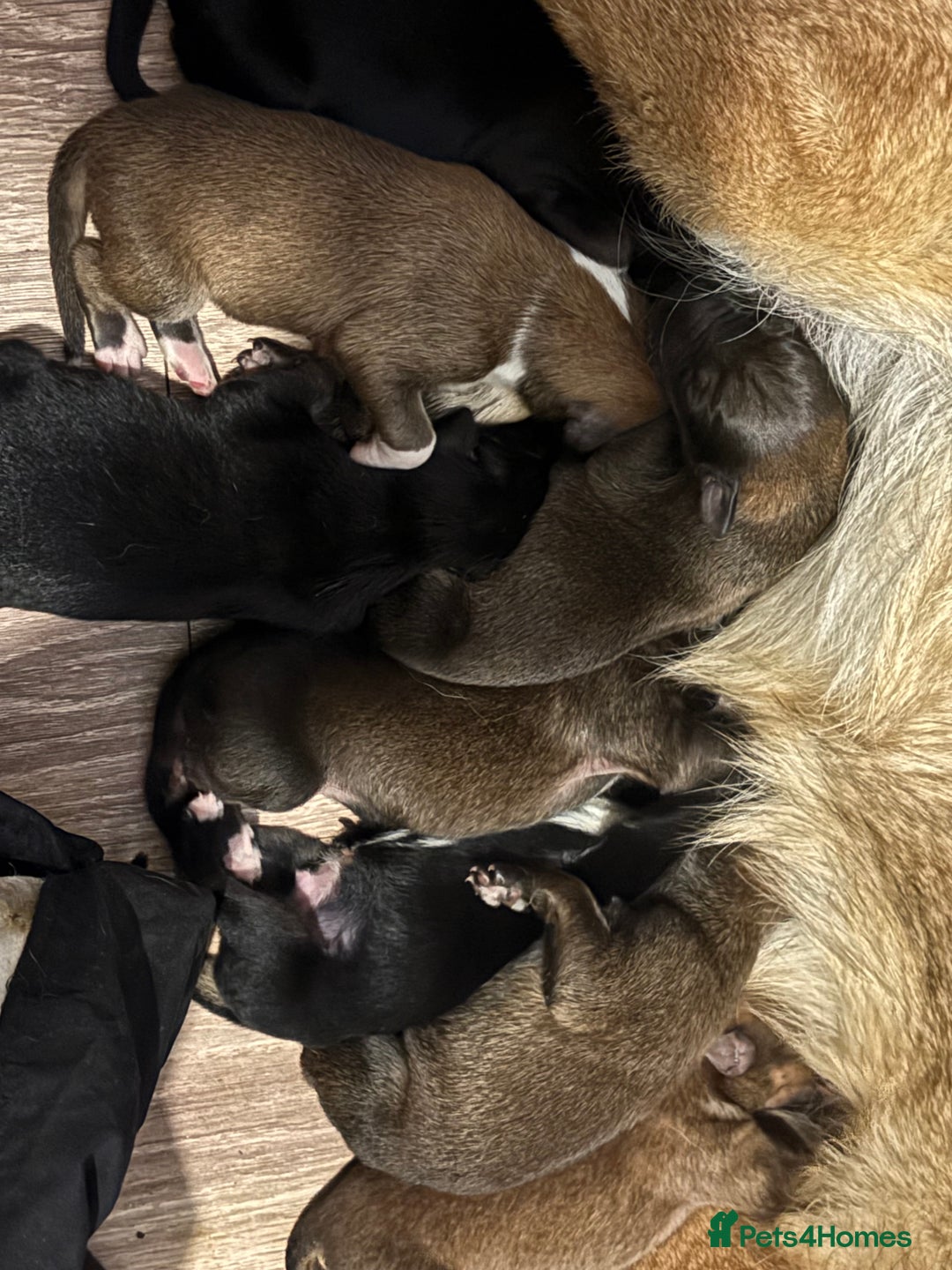 Mixed Breed dogs for sale: German shepherd x whippet  - Image 13
