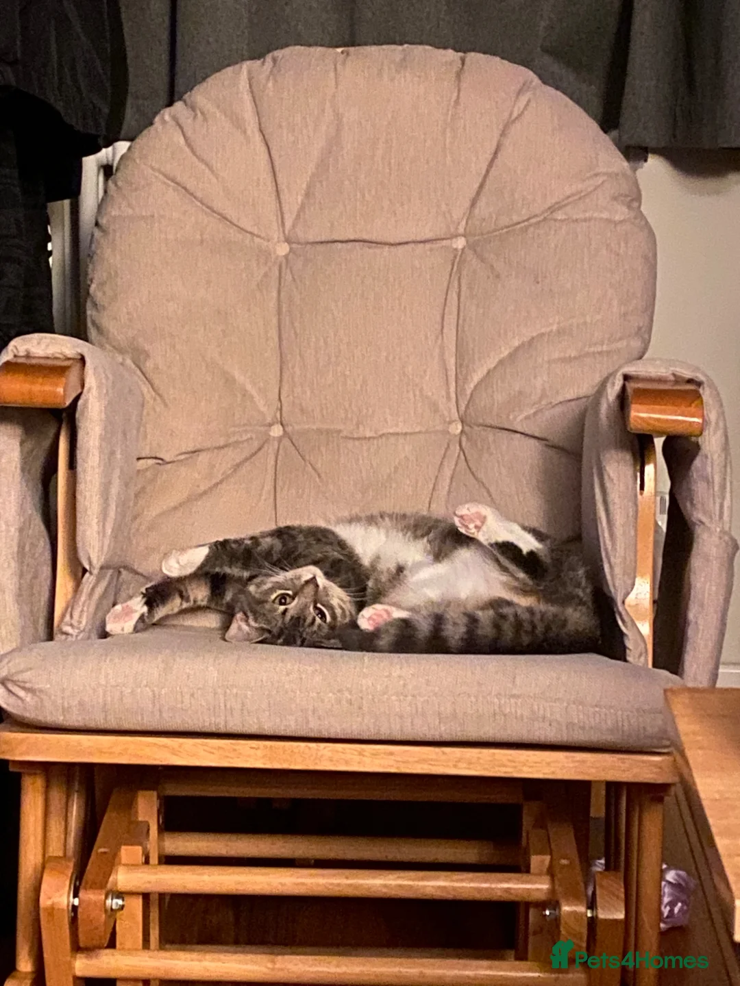 Ragdoll cats for sale: Ragdoll silver tabby cross kitten - Advert 5