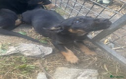 Mixed Breed dogs for sale: Bearded collie x pups - Image 4