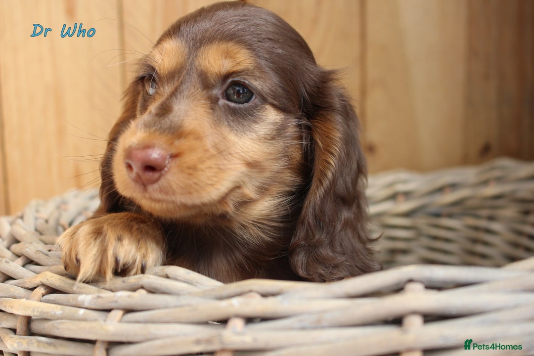 Miniature Dachshund dogs for sale: KC Health tested Licensed breeder 12 years exp - Image 24