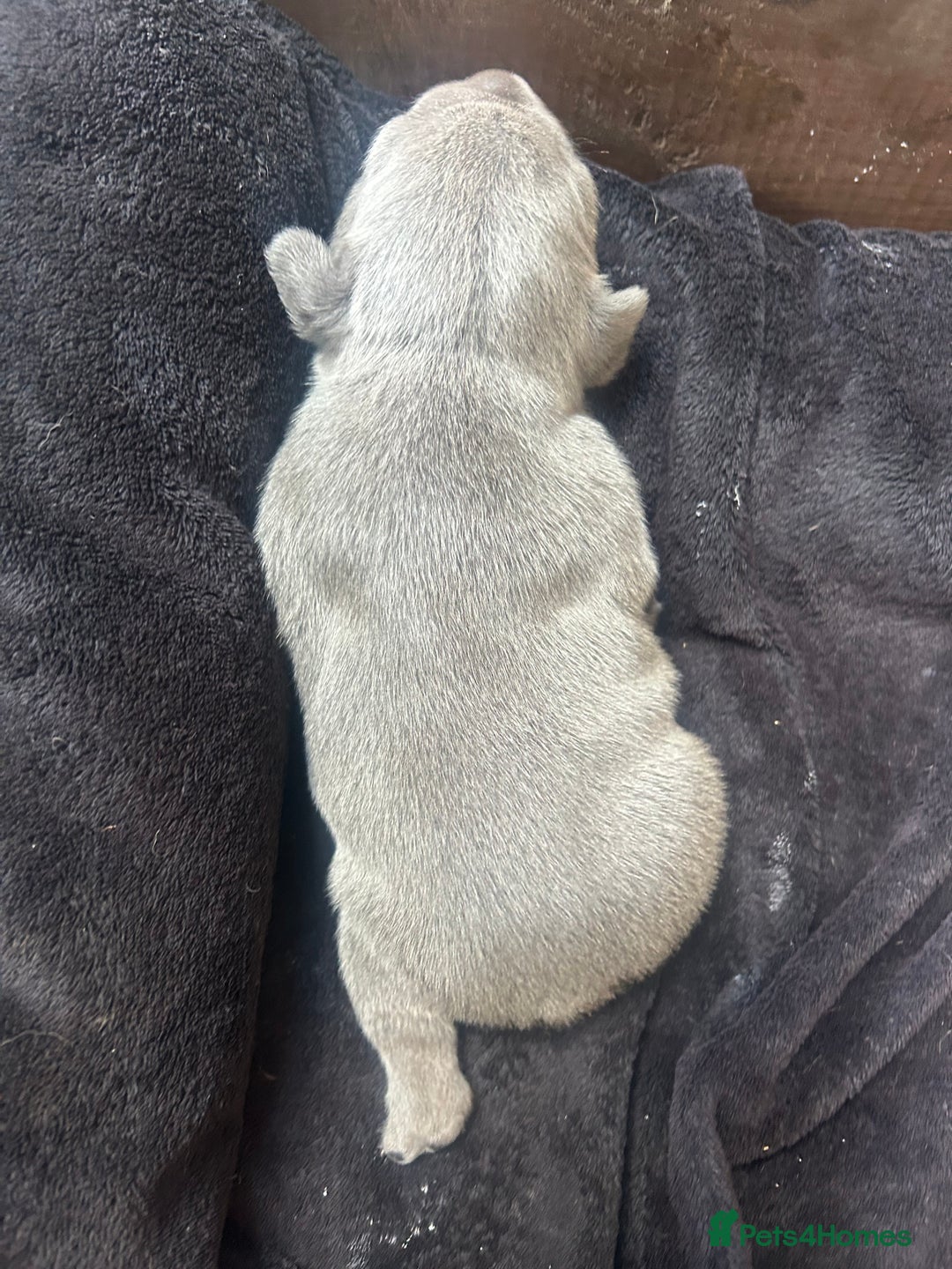 French Bulldog dogs for sale: 2 chunky well breed French bull dog pups  - Image 4