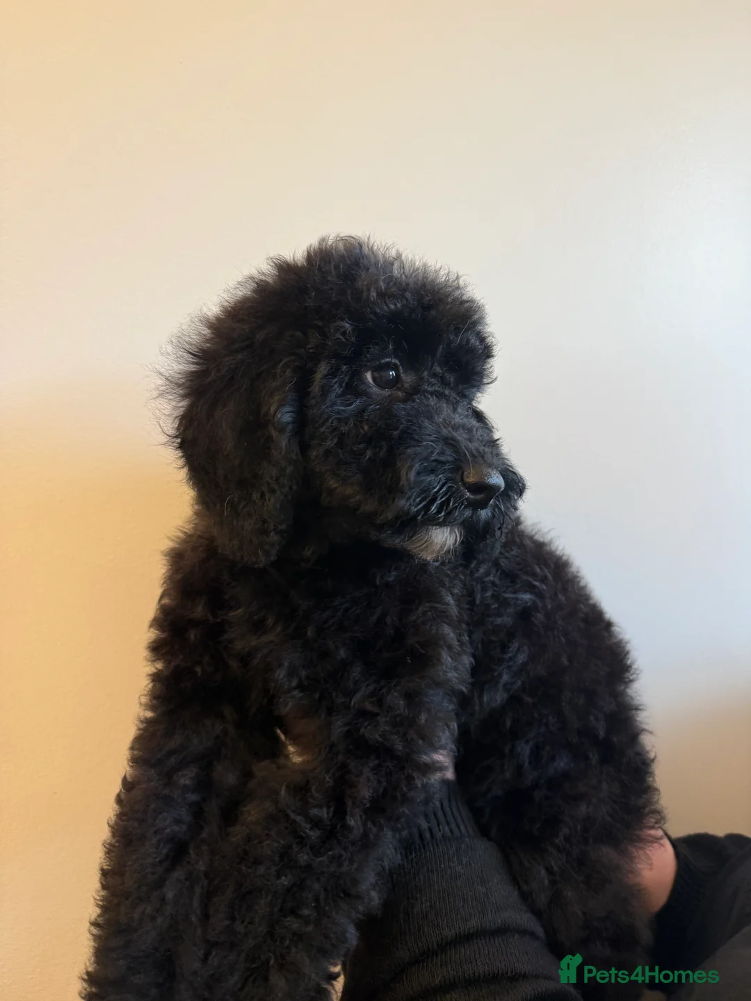 Australian Labradoodle dogs for sale: Health Tested multigen Australian labradoodles  in Ware - Advert 9