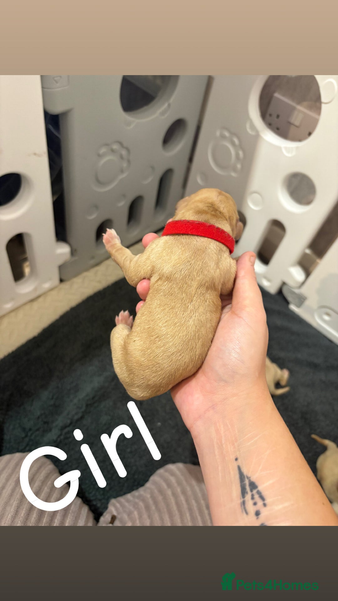 Labrador Retriever dogs for sale: Labrador Retriever Puppies for Sale 🐾 - Advert 6