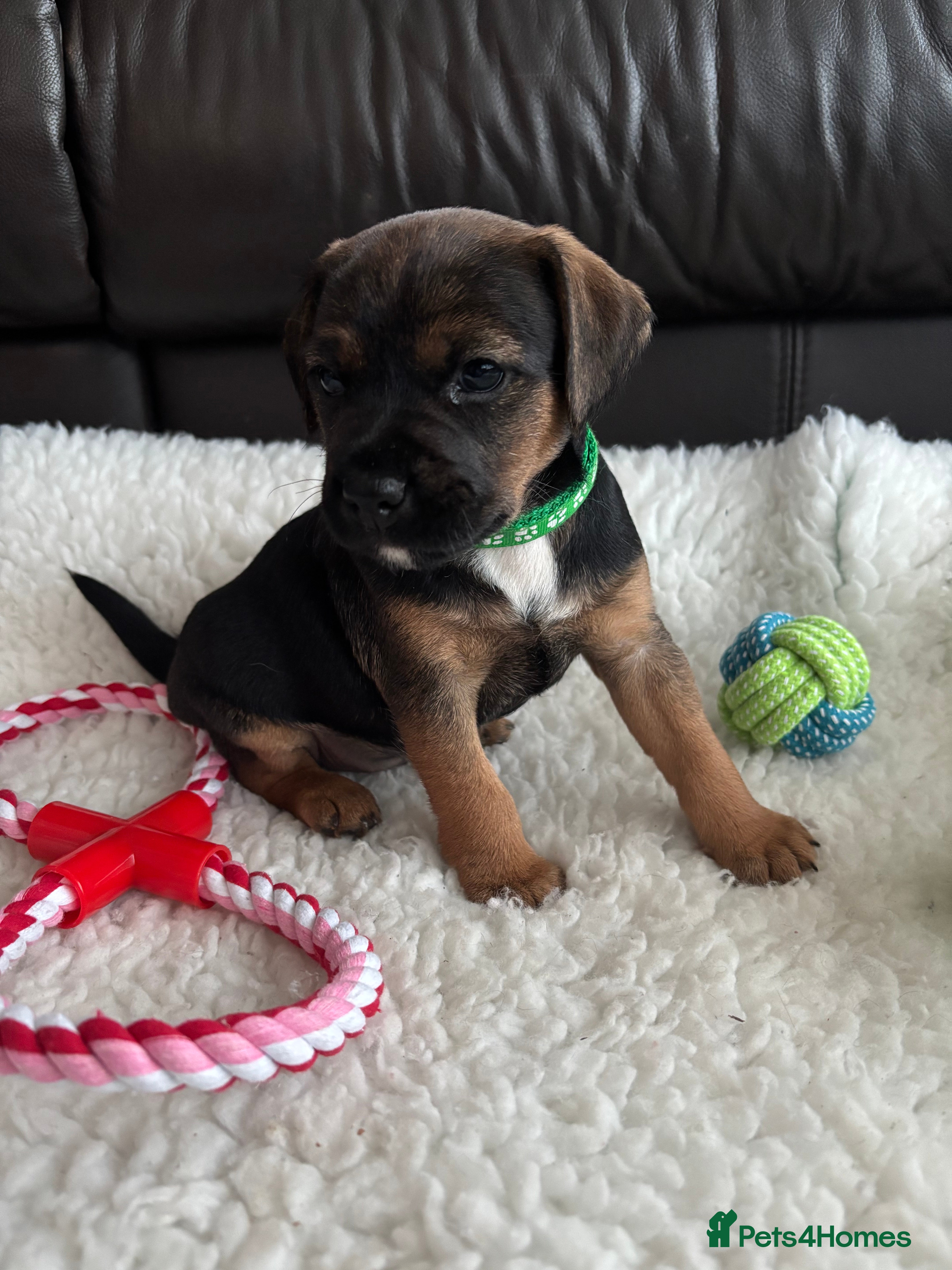 Mixed Breed dogs BorderJack Puppies - Advert 3