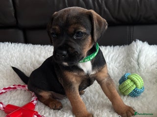 Mixed Breed dogs BorderJack Puppies - Advert 2
